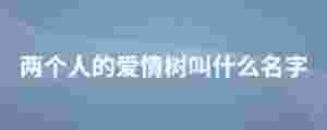 兩個人的愛情樹叫什么名字