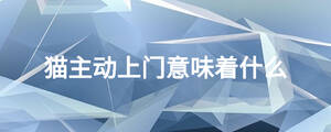 貓主動上門意味著什么