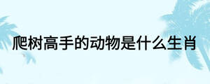 爬樹高手的動物是什么生肖