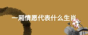 一廂情愿代表什么生肖