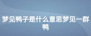夢見鴨子是什么意思夢見一群鴨