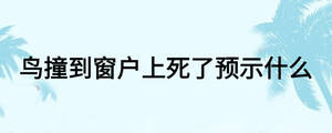 鳥撞到窗戶上死了預(yù)示什么