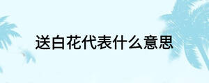送白花代表什么意思