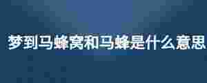 夢到馬蜂窩和馬蜂是什么意思